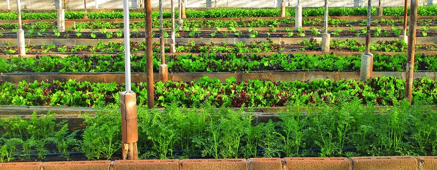 [Swing] Myeasha Taylor is bringing Local Farming to Urban Populations