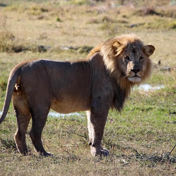 Mighty Lion – Long Sleeve